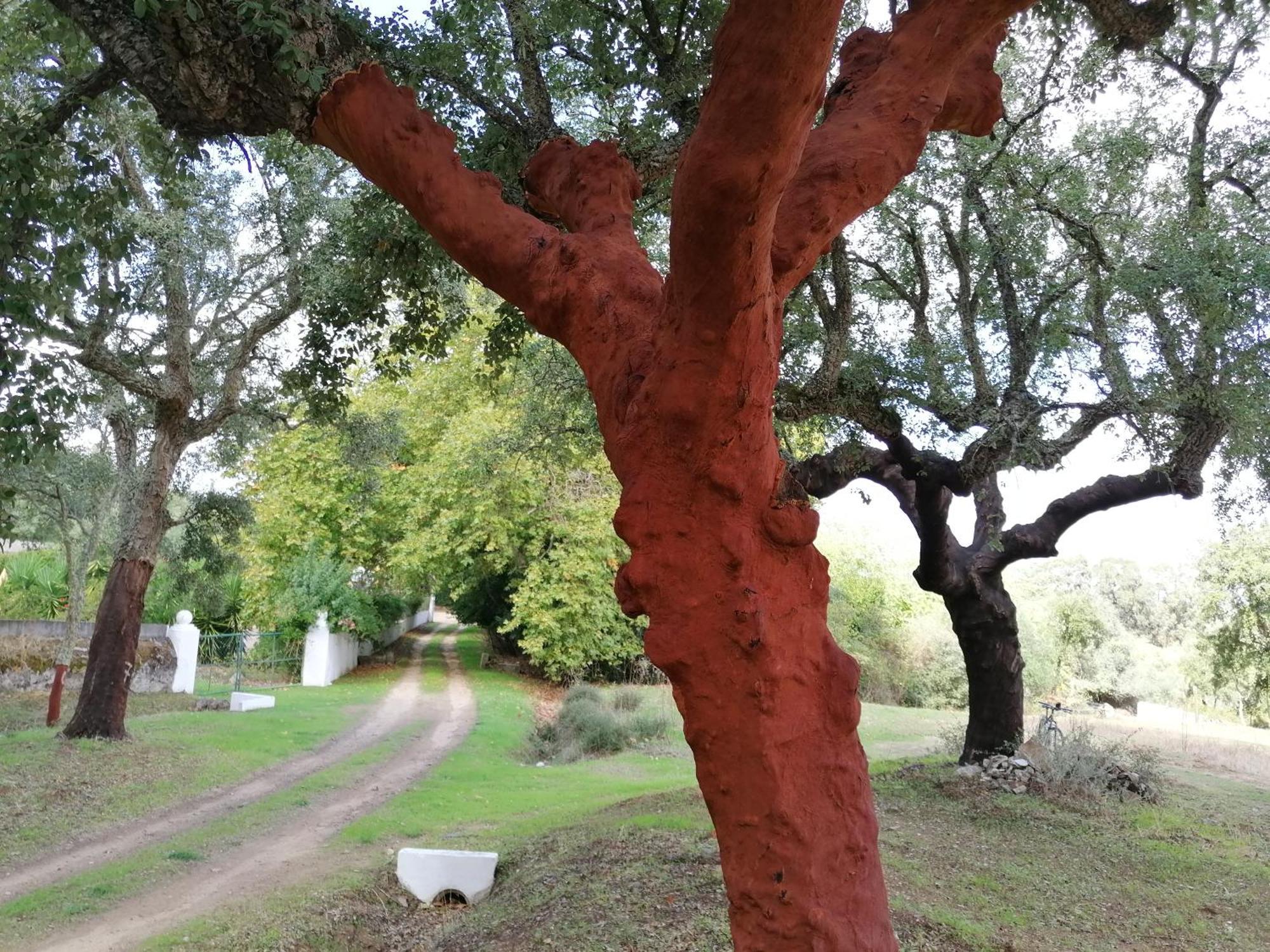 Monte Do Serrado De Baixo Évora Eksteriør billede